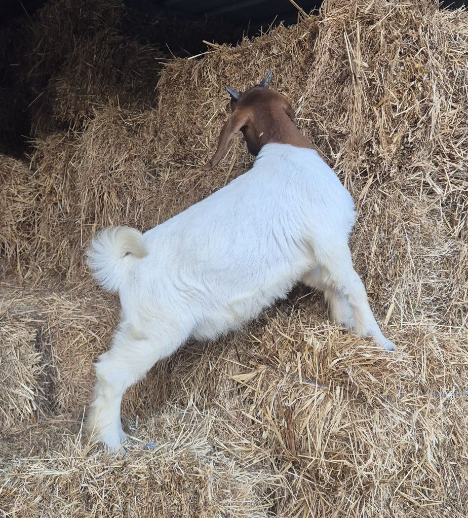 Cabrito boer puro
