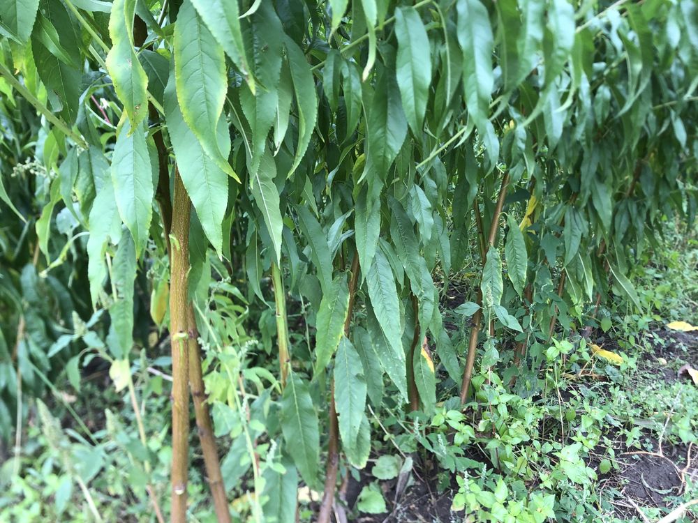Продам сажінці сортові
