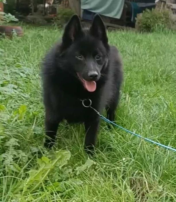 Підрощенний шипперке