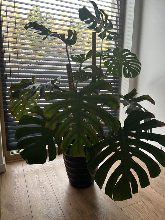 Kwiat Monstera Deltoides