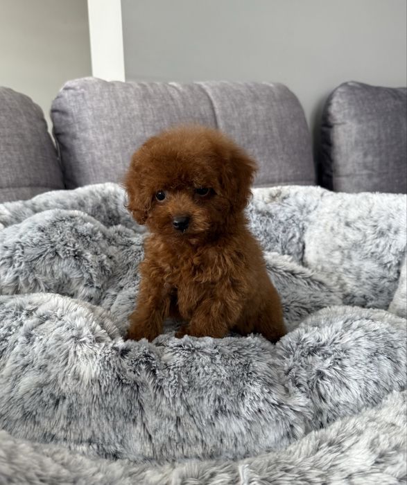 Pudel Toy dostępna wyjątkowa sunia red