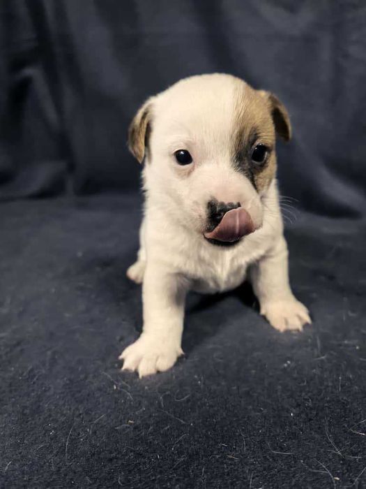 Jack Russell Terrier