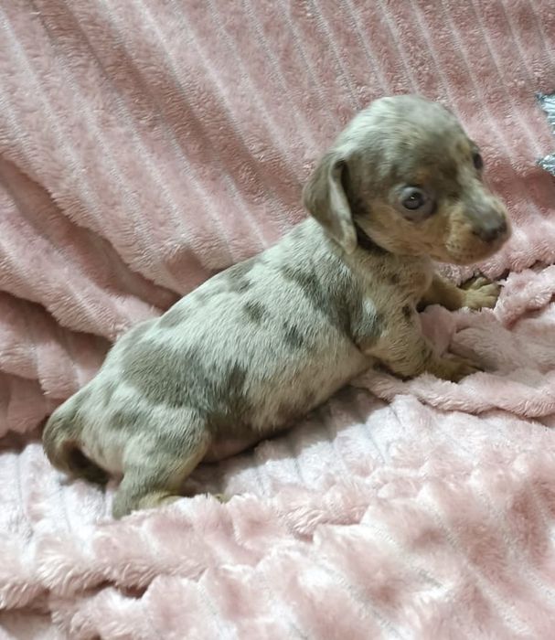 Teckel mini macho arlequim Isabella