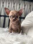 Chihuahua krótkowłosy piesek liliowy