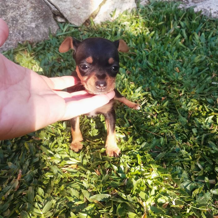Pinscher mini fêmea