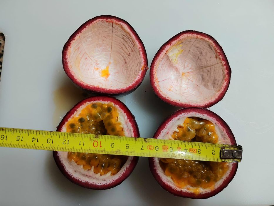 Pés Maracujá Gigante