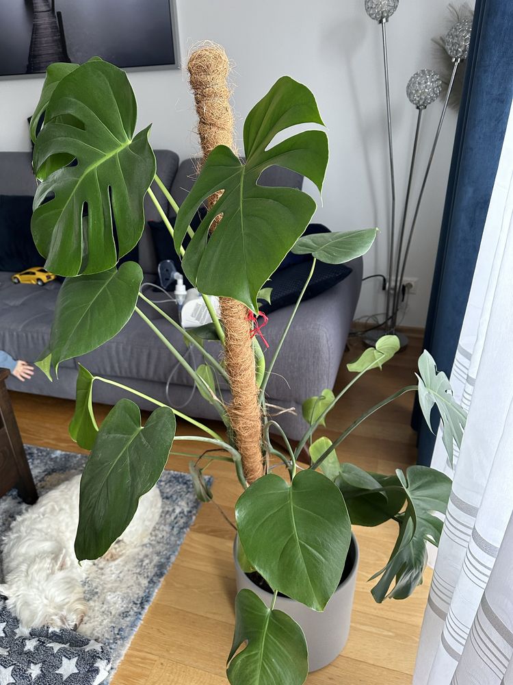 Monstera ok 1m wysokosci