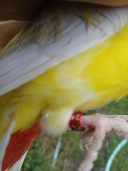 Sprzedam papugi faliste