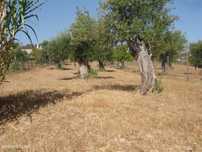 Lote Terreno