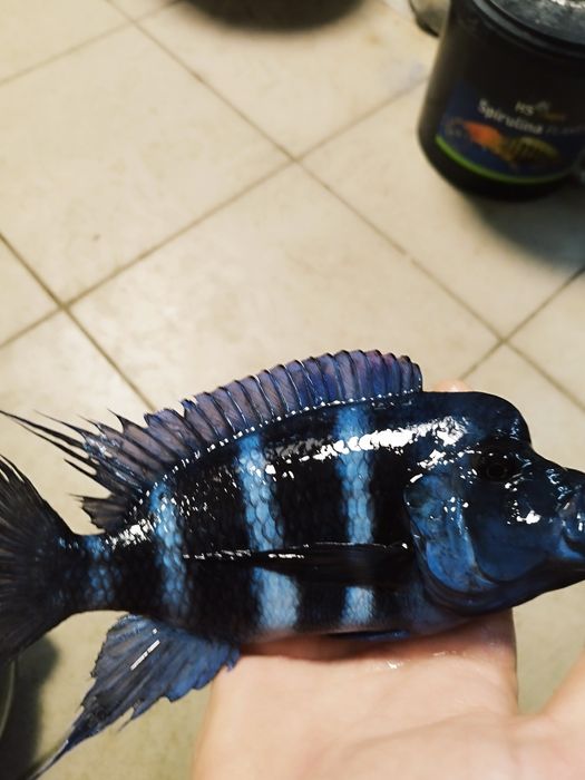 Cyphotilapia gibberosa blue zair moba tanganika