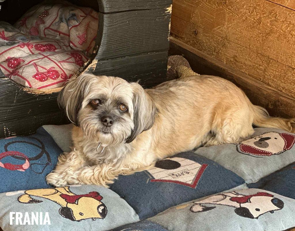 Shitzu 8 lat, kundelka 2 lata razem do adopcji, adopcja