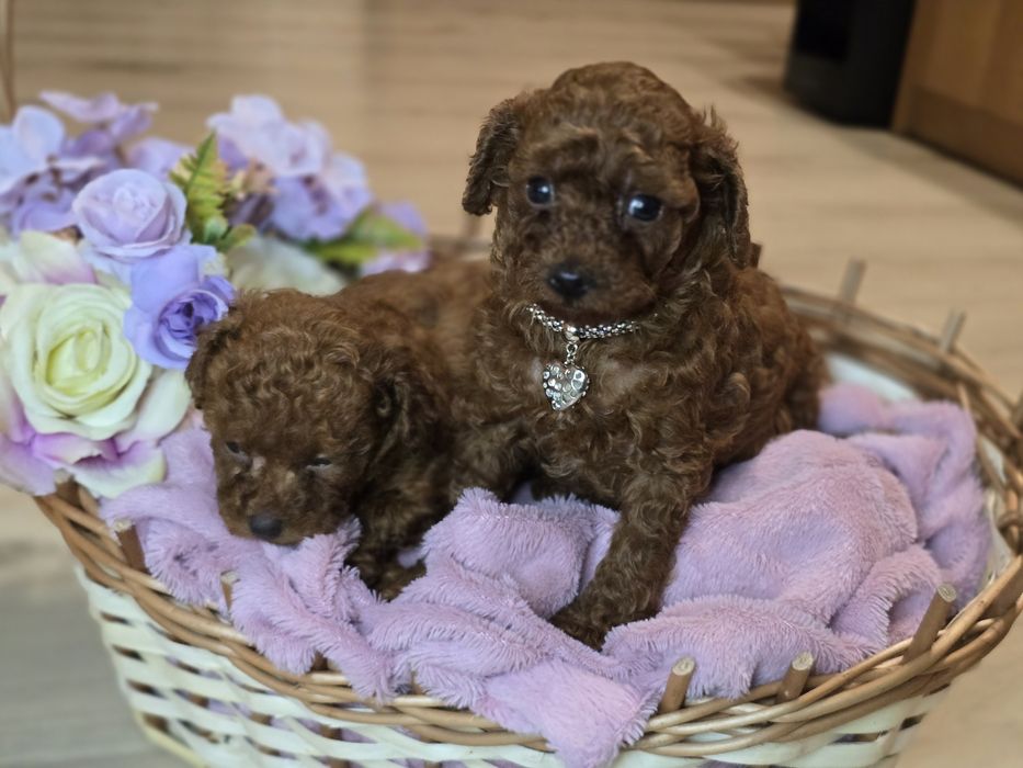 Pudel toy red brown dziewczynka krótka kufa