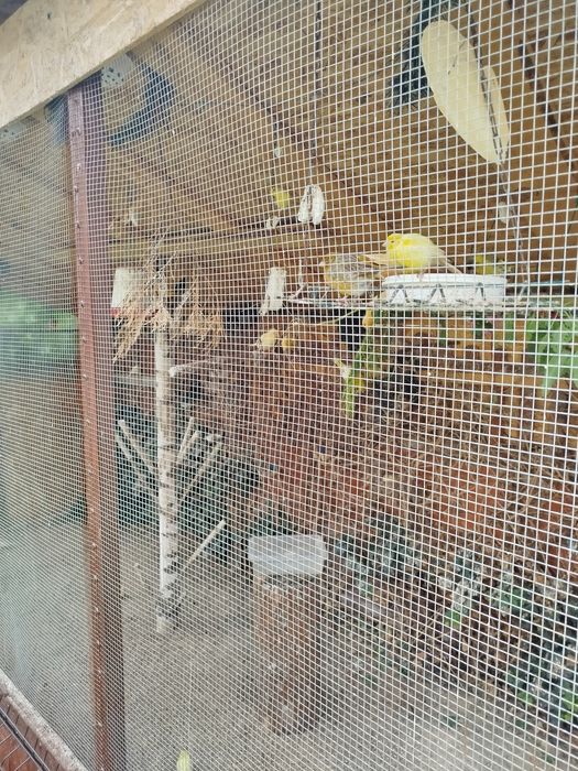 Kanarki kolorowe samice