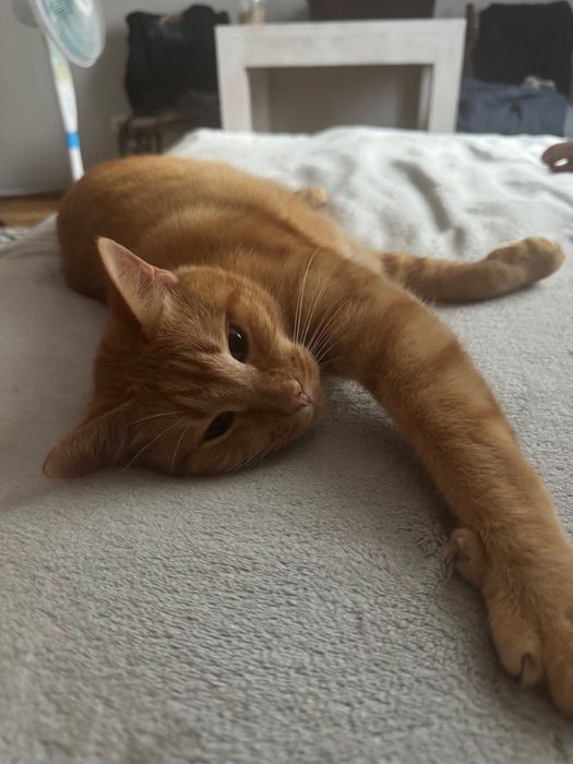 Рудий пухнастий котик рижий котик
