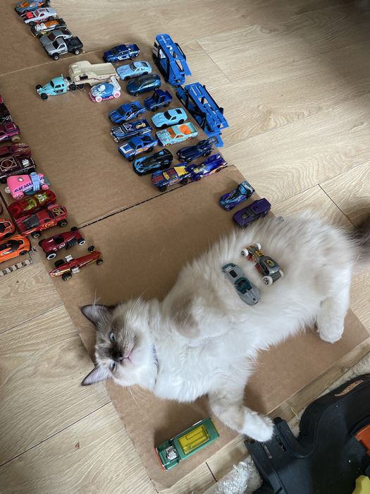 Ragdoll lynx seal blue przytulaski