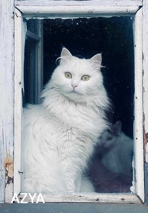 Piękna kotka w typie rasy angora turecka szuka domu
