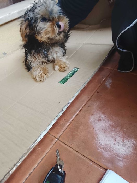Cão muito lindo e esperto