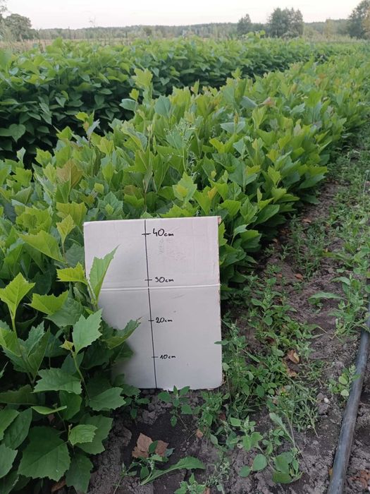 PLATAN KLONOLISTNY Platanus acerifolia 30-50