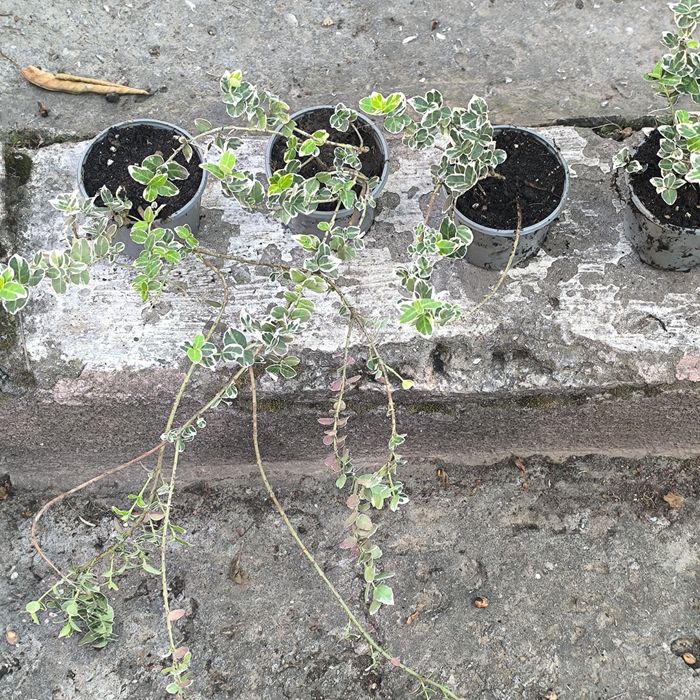 Бересклет Форчуна Эмеральд Гаети / Euonymus fortunei Emerald Gaiety