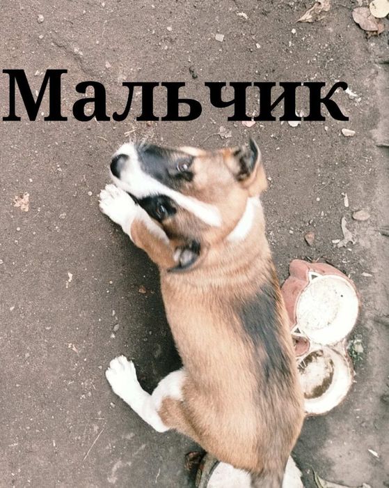 Бесплатно в добрые руки