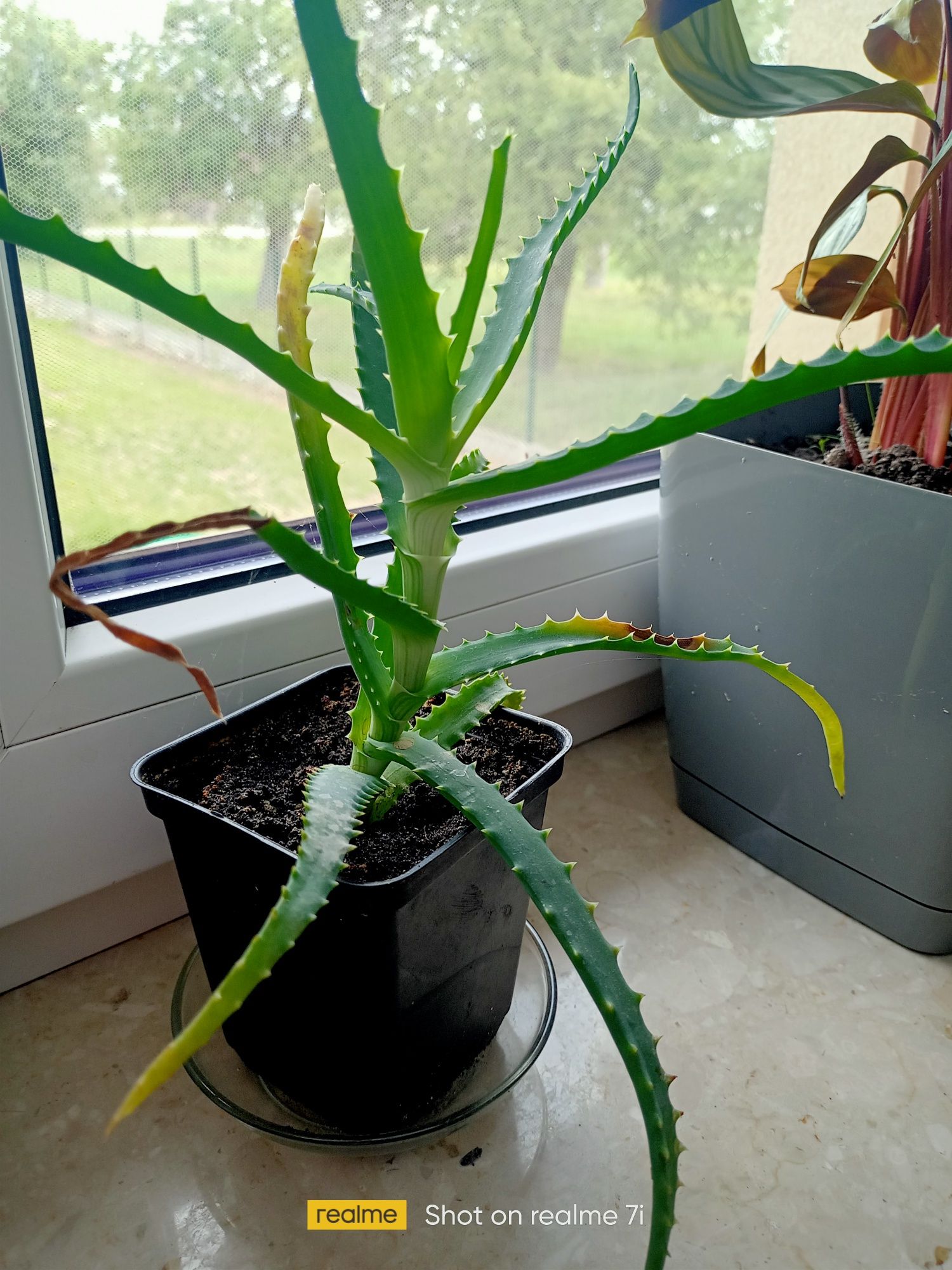 Aloes leczniczy sadzonka