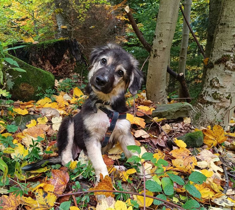 SZEPT 6 mies. pies idealny pod każdym względem. Akceptuje koty