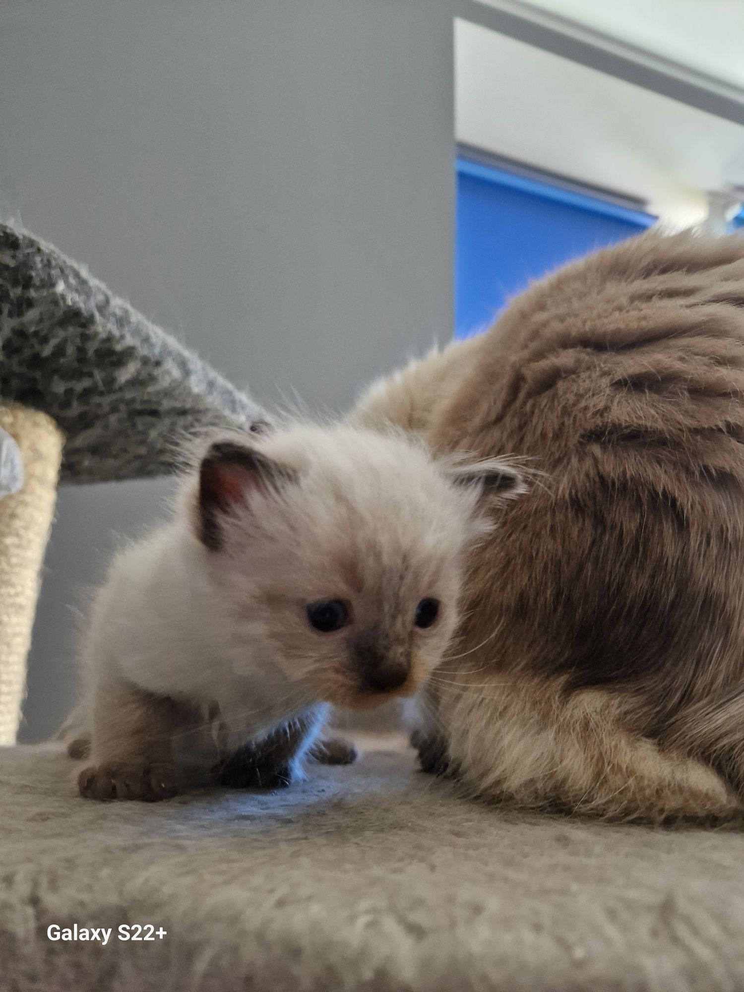 Ragdoll kotek rodowodowy