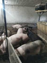 Свині жива маса 120-140 кг.