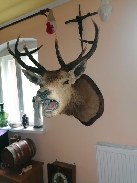 Medalion głowa jelenia rogi