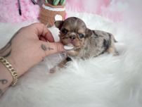 ***Śliczna długowłosa dziewczynka chihuahua***