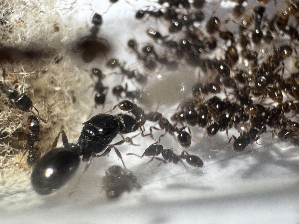 Tetramorium caespitum królowa + 400 robotnic mrówki