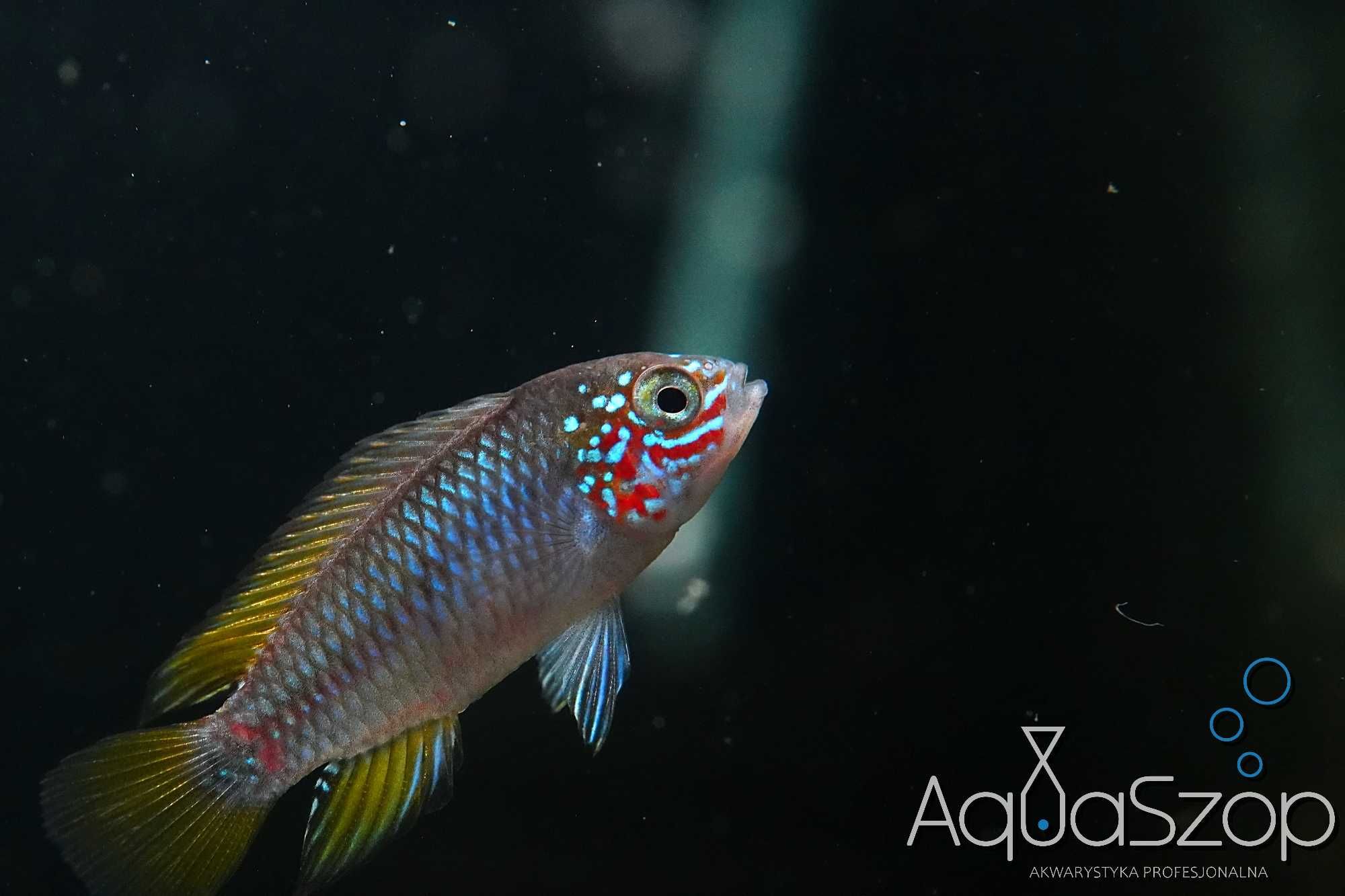 Pielęgniczka Apistogramma borelli "Opal" - AQUASZOP