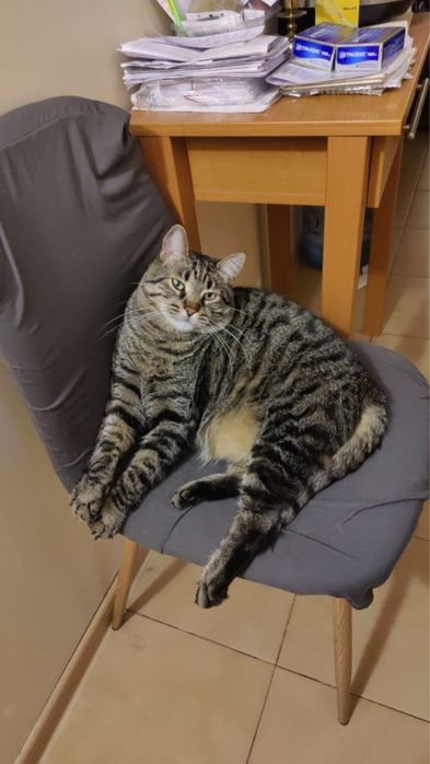 Шукаємо котика, загубився котик