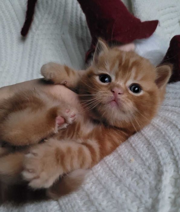 Ошатний червоний хлопчик з милою мордуленцією. Киянин