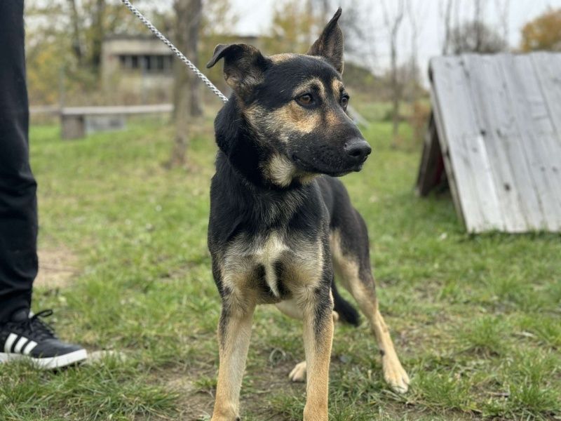 Barter do adopcji!