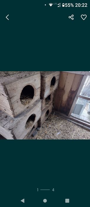 Klatki dla ptaków królików