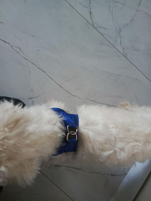 Szelki dla psów ras małych