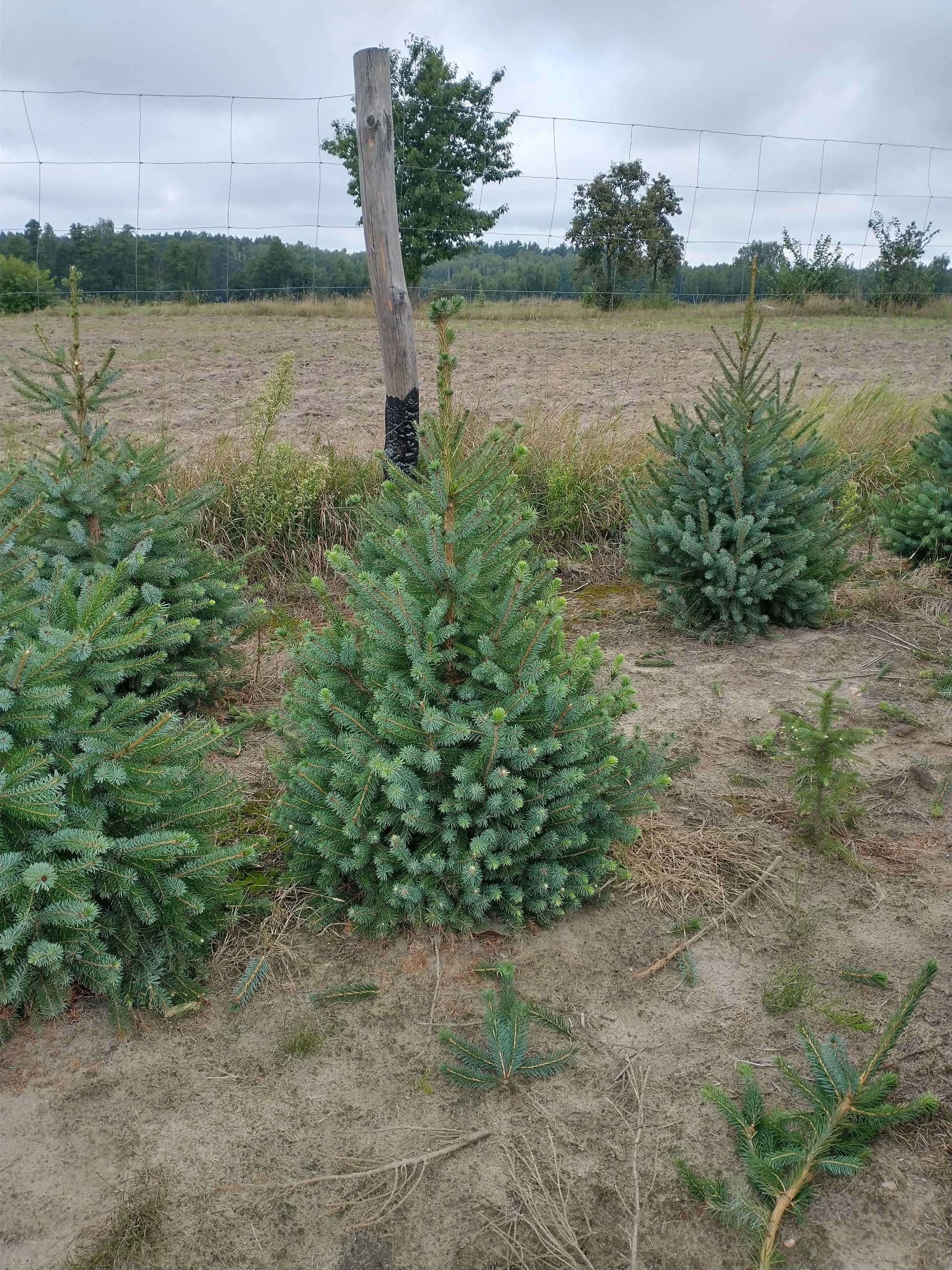 Świerk serbski (picea omorica)