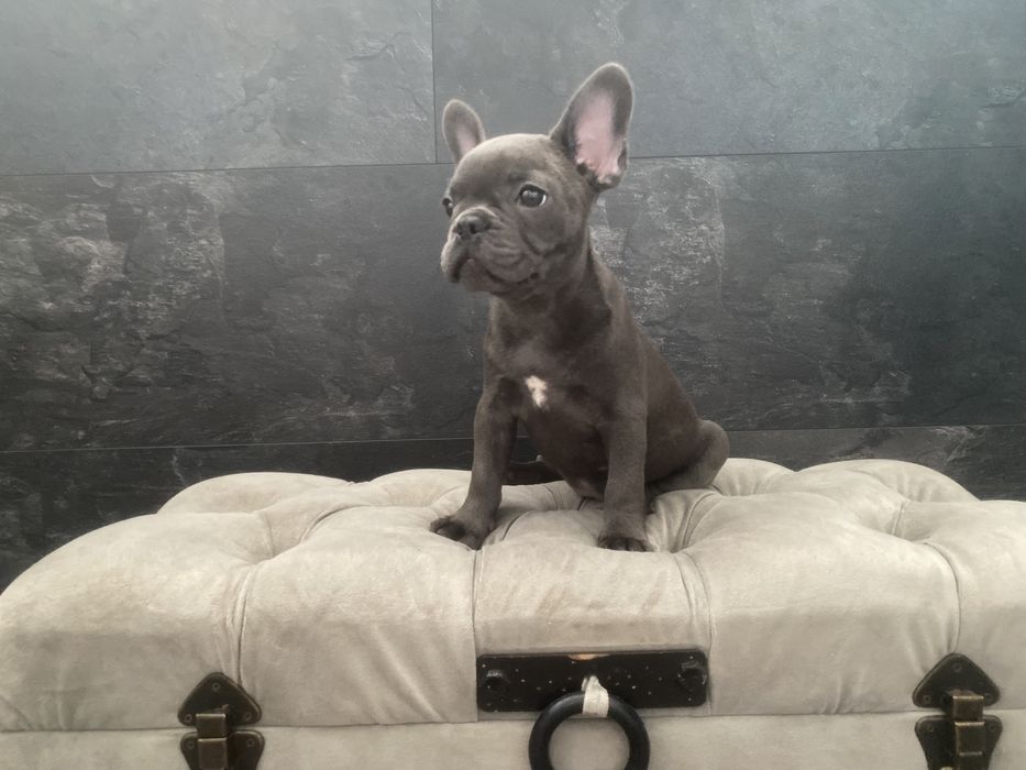Раскошный французский бульдог, голубого окраса Киев,доставка по миру!