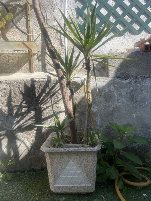 vaso em pedra com yucca