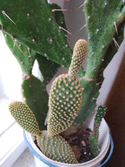 Пеперомія, 
опунції, красула корал -сукуленти