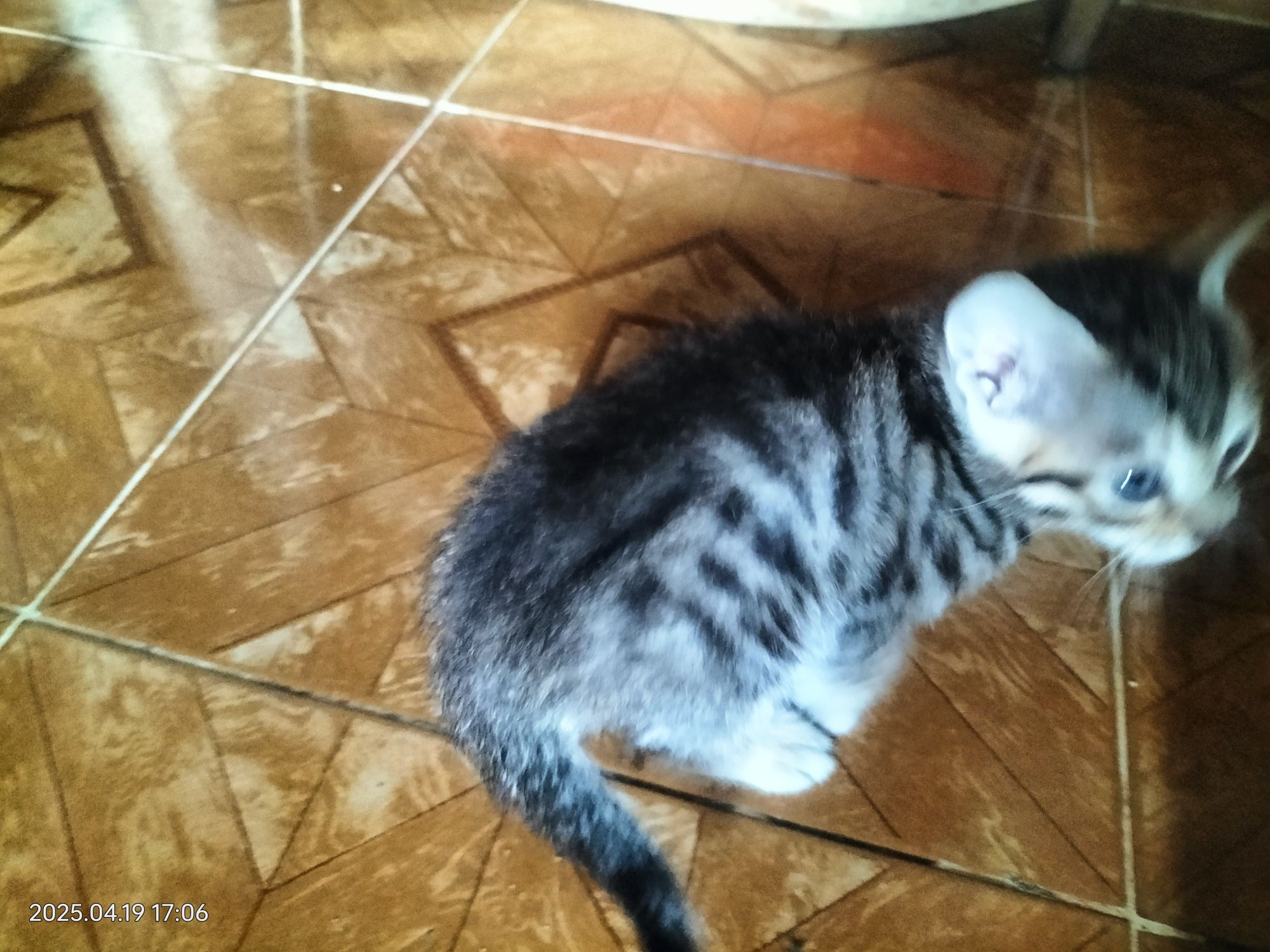 Gatinhos para adoção