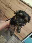 Piesek Yorkshire terrier