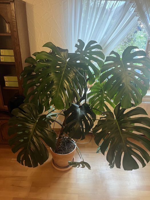 Kwiat monstera deliciosa ok.150cm