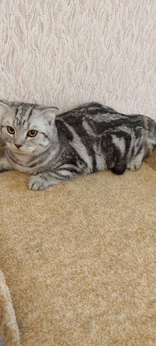 Шотландские чистокровные котята от клубного папы кота.
