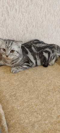Шотландские чистокровные котята от клубного папы кота.