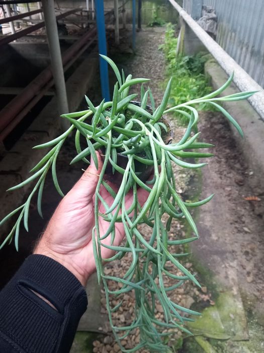 Starzec Senecio Hook