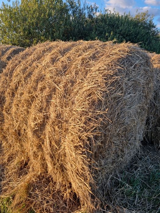 Słoma ściółka tegoroczna  pszenna 180cm sucha