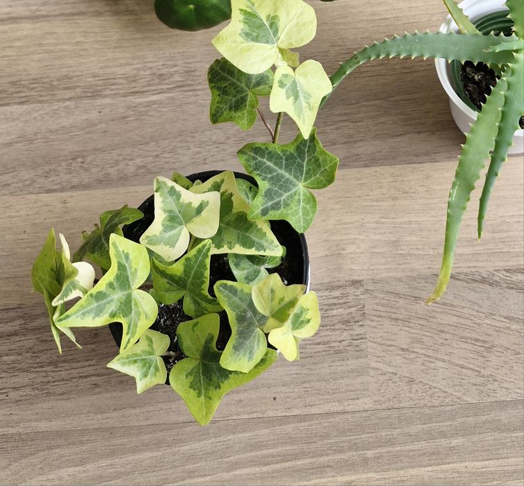 Hedera bluszcz roślina domowa