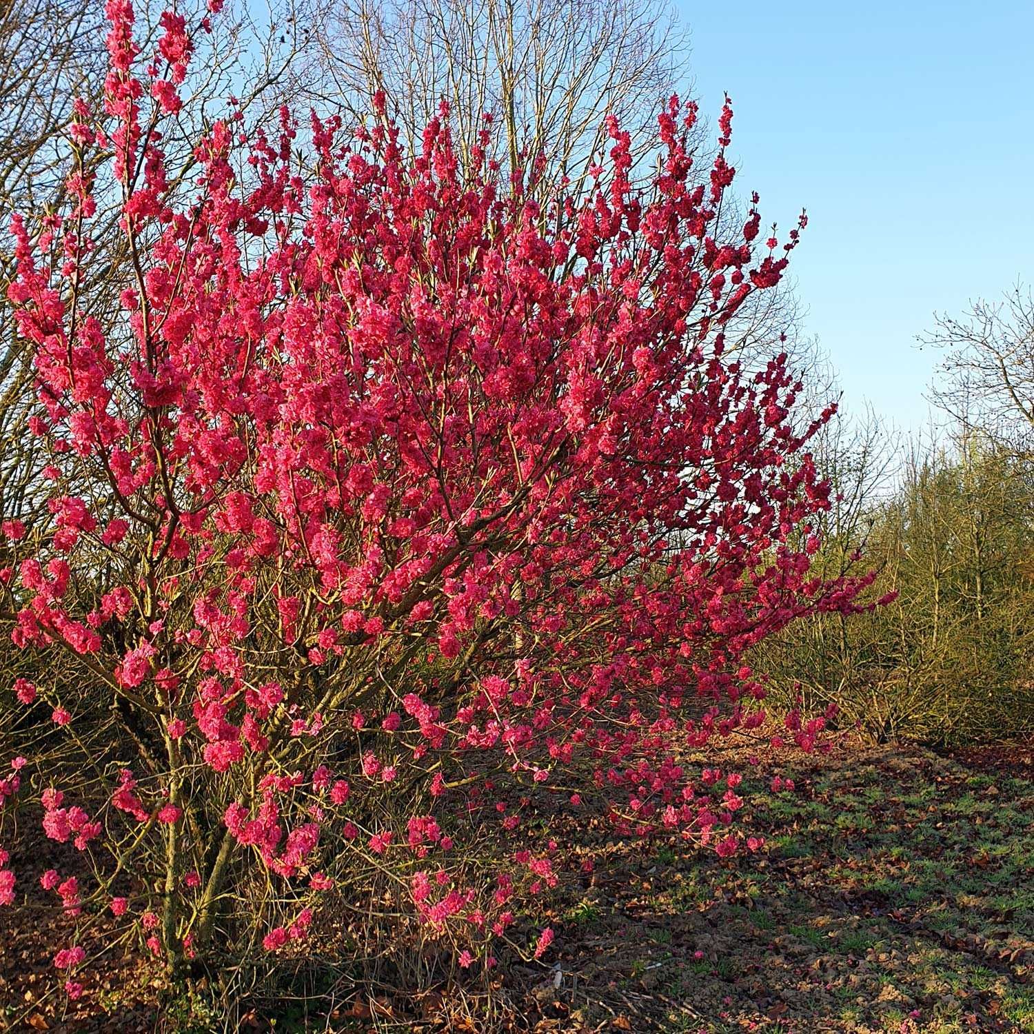 Brzoskwinia ozdobna - Prunus persica "Taoflora", unikat, duże drzewka!